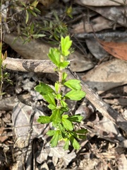 Xanthosia tridentata