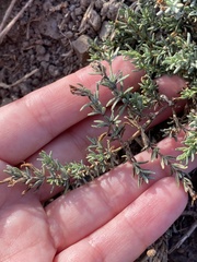 Frankenia salina