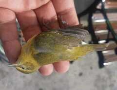 Leiothlypis peregrina