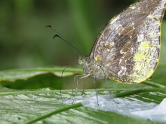 Lieinix nemesis nemesis