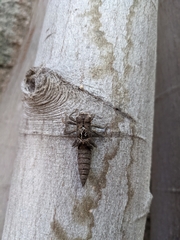 Cordulegaster dorsalis