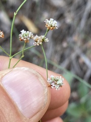 Eriogonum cernuum