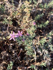 Frankenia salina