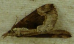 Hypena