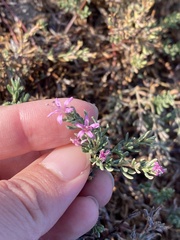 Frankenia salina