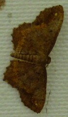 Hypagyrtis