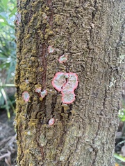 Herpothallon rubrocinctum