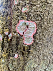 Herpothallon rubrocinctum