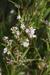 Leucopogon australis