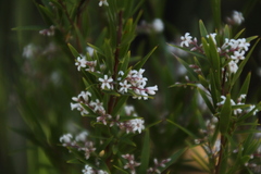 Leucopogon australis