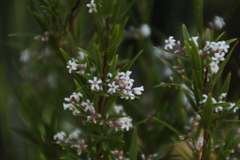 Leucopogon australis