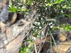 Cyanothamnus rigens