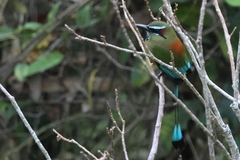 Eumomota superciliosa