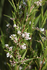 Leucopogon australis