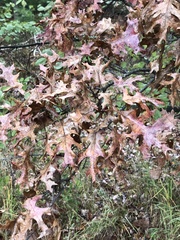 Quercus ellipsoidalis