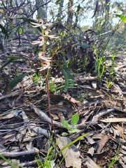 Caladenia cucullata