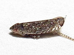 Scaphytopius