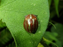 Chelymorpha cribraria