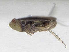 Scaphytopius