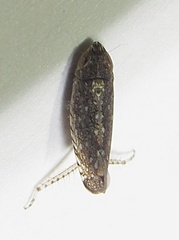 Scaphytopius