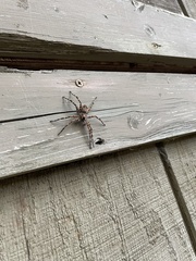Dolomedes tenebrosus