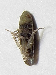 Scaphytopius