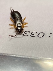 Forficula auricularia