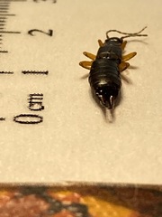 Forficula auricularia