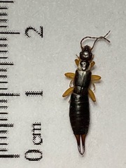 Forficula auricularia