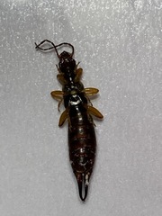 Forficula auricularia
