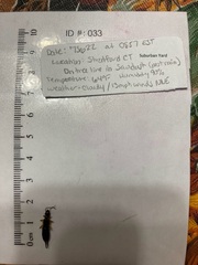 Forficula auricularia