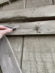 Dolomedes tenebrosus