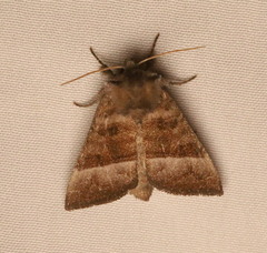 Papaipema eupatorii