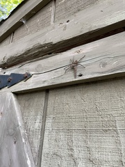 Dolomedes tenebrosus