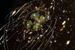 Vallentinia adherens