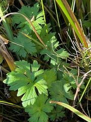 Geranium maculatum