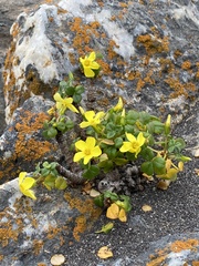 Oxalis megalorrhiza