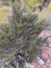 Cercocarpus intricatus