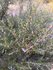 Cercocarpus intricatus