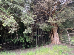 Luma apiculata