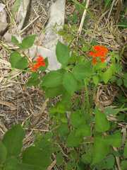 Lantana horrida