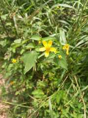 Wollastonia biflora