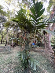 Pinanga coronata