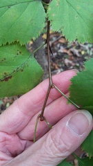 Crataegus holmesiana