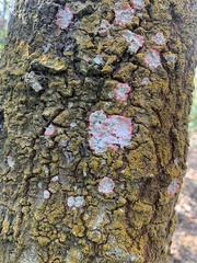 Herpothallon rubrocinctum