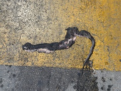 Drymarchon melanurus