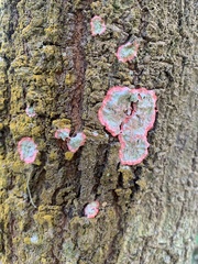 Herpothallon rubrocinctum