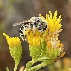 Andrena isocomae