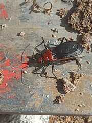 Rhiginia cinctiventris