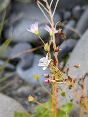 Claytonia sibirica